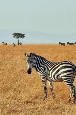 Intégrer une HighSchool en Afrique du Sud