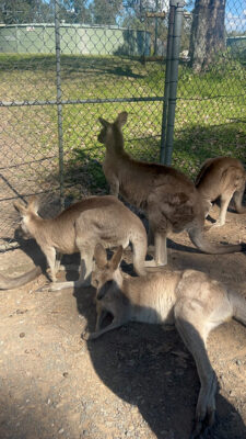 3 mois en Australie