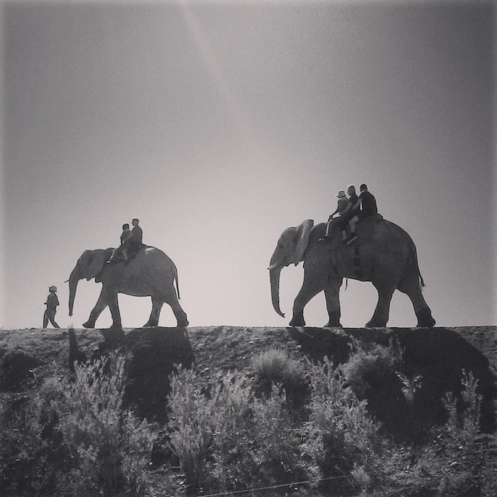 Bénévolat Afrique de Sud, Eléphants